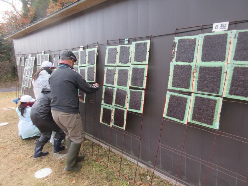 生徒たちが海苔すきを体験している様子