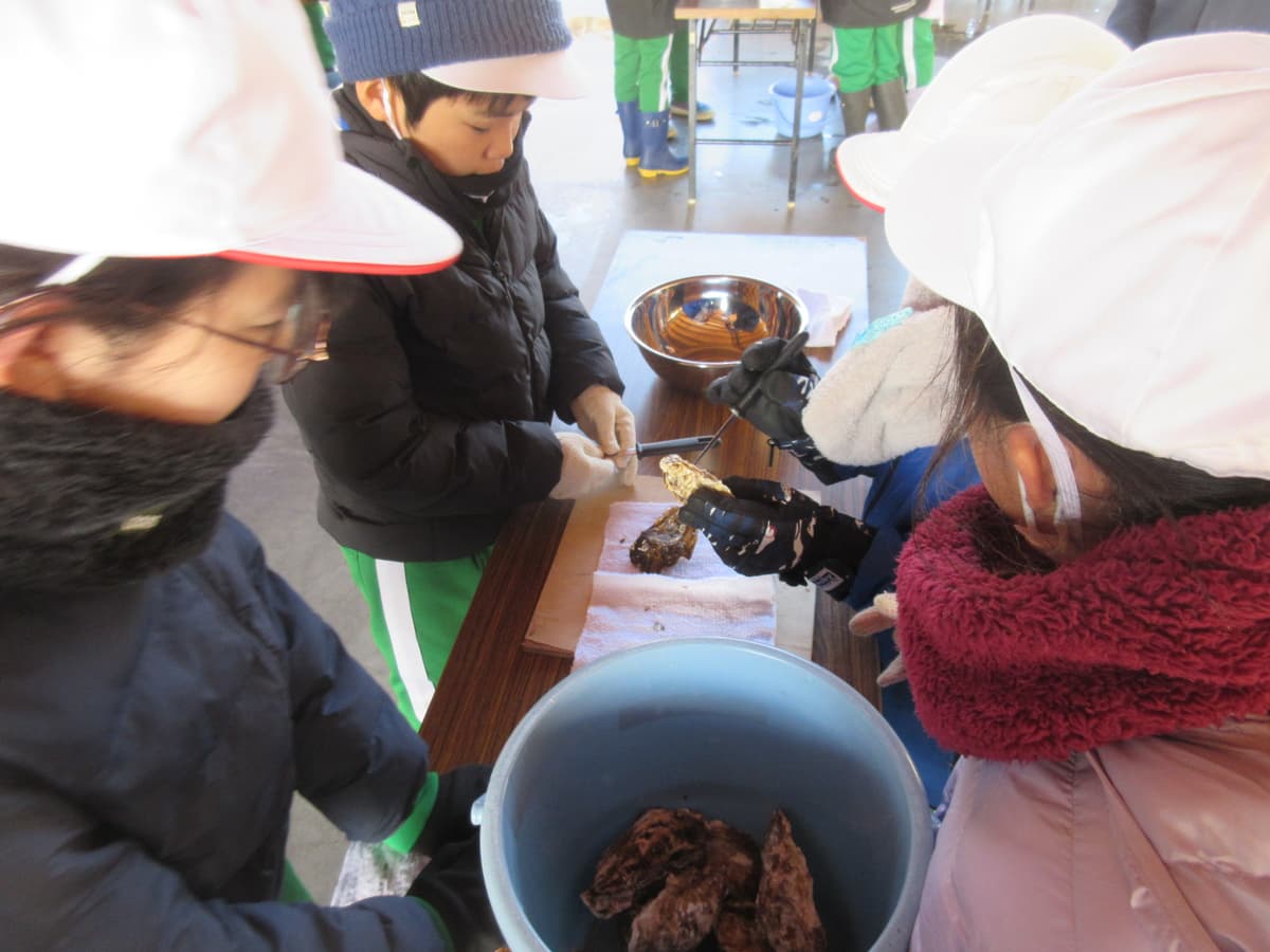 牡蠣むき体験の様子